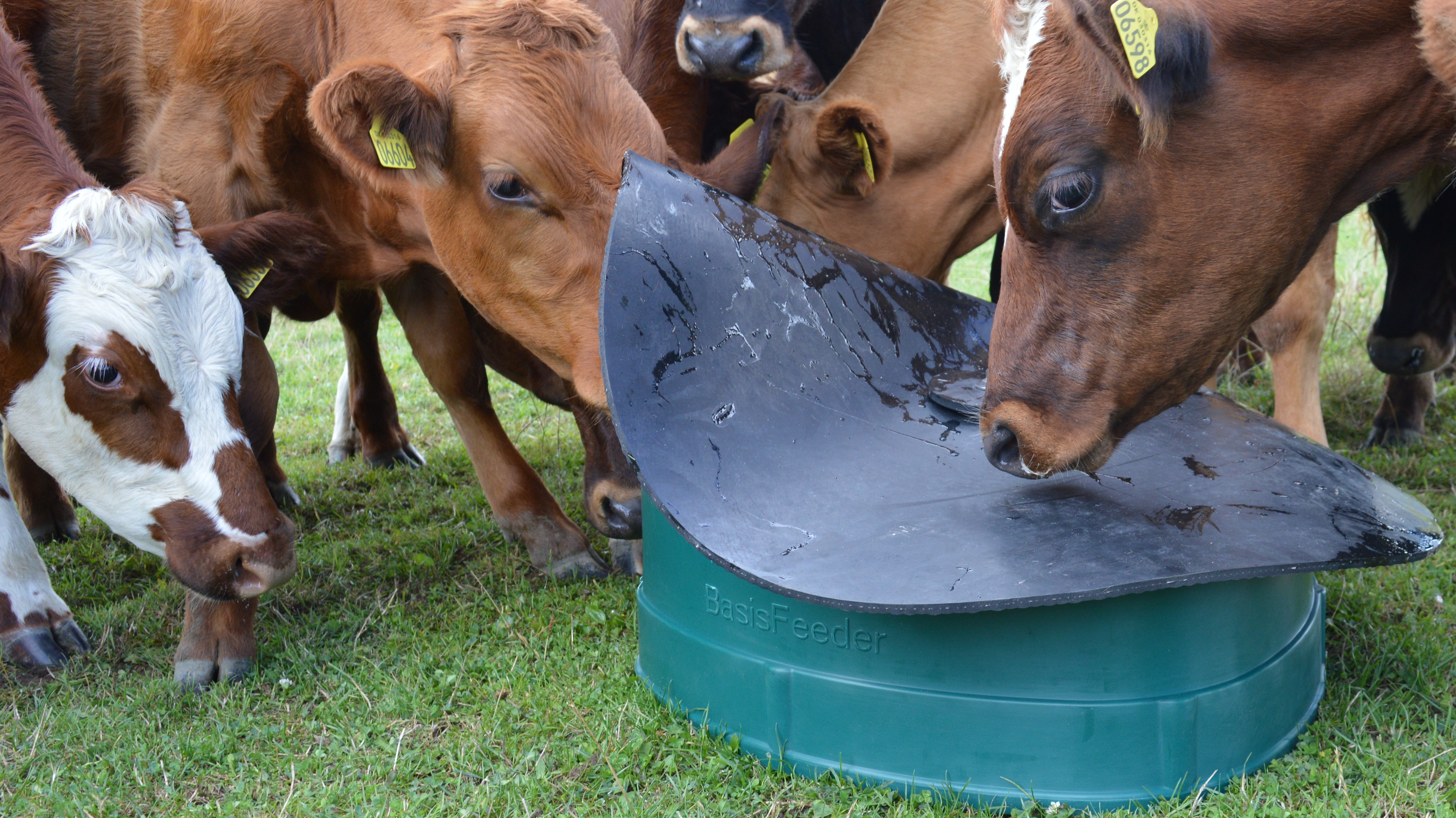 BasisFeeder is a mineral feeder for cattle and sheep - it has been patented for innovative details